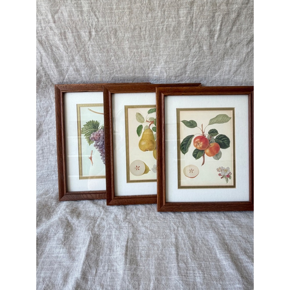 Vintage Botanical Fruit Prints Set of 3 Wood Frames Cottage Wall Art